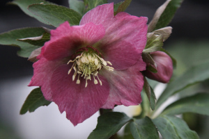 Hellebore_Pink